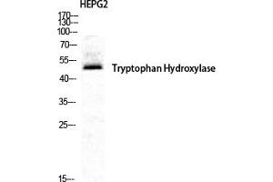 Western Blot analysis of HepG2 cells using TPH1 Polyclonal Antibody diluted at 1:500. (Tryptophan Hydroxylase 1 anticorps)