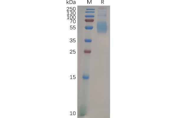 SIGLEC7 Protein (AA 19-353) (His tag)