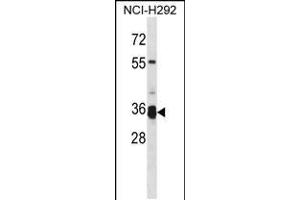 Western blot analysis in NCI-H292 cell line lysates (35ug/lane). (TMPRSS12 anticorps  (N-Term))