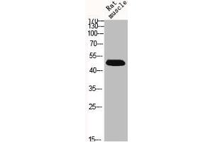 Western Blot analysis of RAT-MUSCLE cells using BMP-7 Polyclonal Antibody (BMP7 anticorps  (Internal Region))