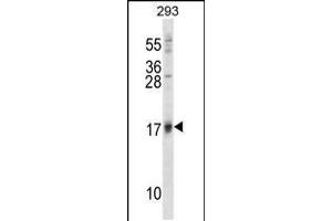 Western blot analysis in 293 cell line lysates (35ug/lane). (ISG15 anticorps  (N-Term))