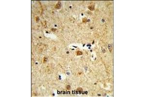 Formalin-fixed and paraffin-embedded human brain tissue reacted with DOLK Antibody (Center), which was peroxidase-conjugated to the secondary antibody, followed by DAB staining. (Dolichol Kinase anticorps  (AA 312-339))