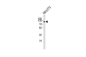 Western blot analysis of lysate from mouse NIH/3T3 cell line, using EWSR1 Antibody (Center) (ABIN6242305 and ABIN6577749). (EWSR1 anticorps  (AA 328-362))