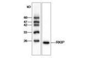 Image no. 1 for anti-Phosphatidylethanolamine Binding Protein 1 (PEBP1) antibody (ABIN791425) (PEBP1 anticorps)