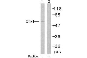 Western blot analysis of extracts from HeLa cells: Lin: Using Chk1 (Ab-280) Antibody( #B7040); Lin: The same antibody preincubated with synthesized peptide. (CHEK1 anticorps  (Ser280))