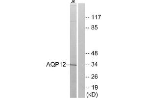 Western blot analysis of extracts from Jurkat cells, using AQP12 antibody. (Aquaporin 12A anticorps  (C-Term))