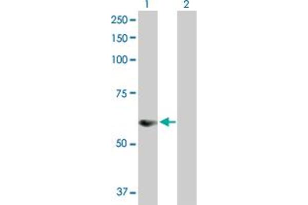 SNX25 anticorps  (AA 1-483)