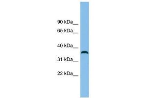 C18orf25 antibody used at 1 ug/ml to detect target protein. (C18ORF25 anticorps  (N-Term))