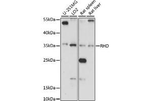 Western blot analysis of extracts of various cell lines, using RHD antibody (ABIN7269958) at 1:1000 dilution. (RHD anticorps  (AA 150-250))