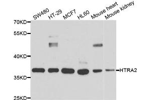 Western blot analysis of extracts of various cell lines, using HTRA2 antibody (ABIN5973384) at 1/1000 dilution. (HTRA2 anticorps)