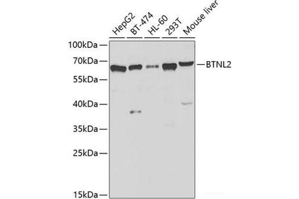 BTNL2 anticorps