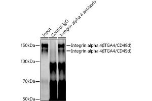 Immunoprecipitation analysis of 300 μg extracts of Jurkat cells using 3 μg Integrin alpha 4 (ITG/CD49d) antibody (054). (ITGA4 anticorps)