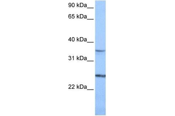 PIGF anticorps  (N-Term)