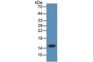 Western Blotting (WB) image for Cystatin C (CST3) ELISA Kit (ABIN6574237)