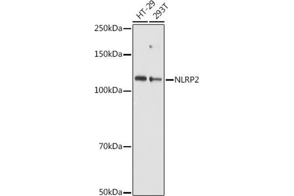 NLRP2 anticorps  (AA 1-220)