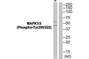 Western Blotting (WB) image for anti-Spleen tyrosine Kinase (SYK) (pTyr352) antibody (ABIN1847851) (SYK anticorps  (pTyr352))