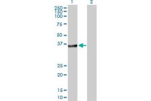 Western Blot analysis of BCL2L14 expression in transfected 293T cell line by BCL2L14 MaxPab polyclonal antibody. (BCL2L14 anticorps  (AA 1-327))