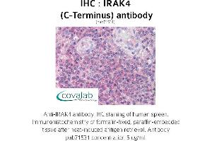 Image no. 1 for anti-Interleukin-1 Receptor-Associated Kinase 4 (IRAK4) antibody (ABIN1736006) (IRAK4 anticorps)
