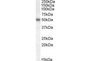 ABIN2562377 (0. (EGR4 anticorps  (Internal Region))