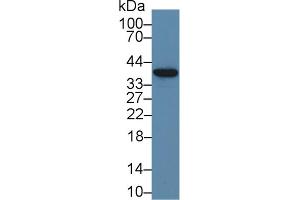 Western Blot; Sample: Porcine Liver lysate; Primary Ab: 3µg/ml Rabbit Anti-Human ND1 Antibody Second Ab: 0. (MT-ND1 anticorps  (AA 186-270))