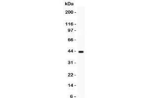 Western blot testing of SERPINB2 antibody and human placenta lysate. (SERPINB2 anticorps  (AA 1-180))