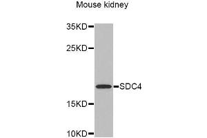 Western Blotting (WB) image for anti-Syndecan 4 (SDC4) antibody (ABIN1874710) (SDC4 anticorps)