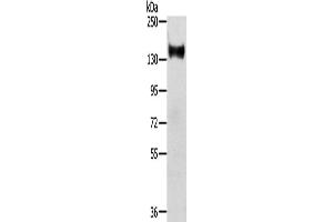 Western Blotting (WB) image for anti-RAS Protein Activator Like 2 (RASAL2) antibody (ABIN2424040) (RASAL2 anticorps)