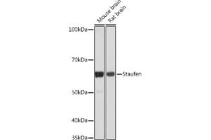 Western blot analysis of extracts of various cell lines, using Staufen Rabbit mAb (ABIN7270586) at 1:1000 dilution. (STAU1/Staufen anticorps)