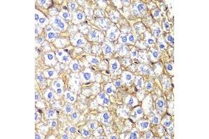 Immunohistochemistry of paraffin-embedded mouse liver using CDH2 Antibody. (N-Cadherin anticorps  (AA 750-850))