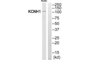 Western blot analysis of extracts from HuvEc cells, using KCNH1 antibody. (KCNH1 anticorps  (Internal Region))