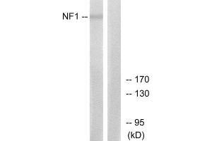 Western Blotting (WB) image for anti-Neurofibromin 1 (NF1) (Internal Region) antibody (ABIN1850489) (Neurofibromin 1 anticorps  (Internal Region))