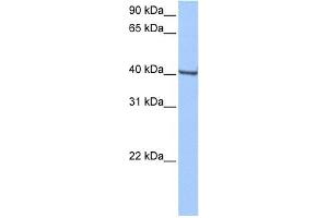 GBX1 antibody used at 0. (GBX1 anticorps  (Middle Region))