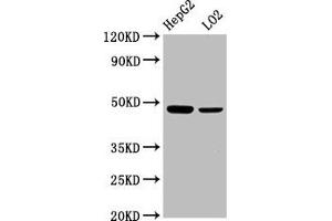 Western Blot Positive WB detected in: HepG2 whole cell lysate, LO2 whole cell lysate All lanes: SMAD7 antibody at 2. (SMAD7 anticorps  (AA 36-247))