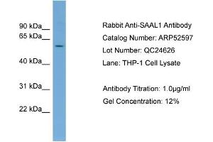 WB Suggested Anti-SAAL1  Antibody Titration: 0. (SAAL1 anticorps  (Middle Region))