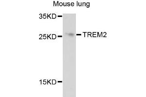 Western blot analysis of extracts of mouse lung cells, using TREM2 antibody. (TREM2 anticorps)