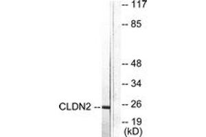 Western Blotting (WB) image for anti-Claudin 2 (CLDN2) (AA 181-230) antibody (ABIN2889174) (Claudin 2 anticorps  (AA 181-230))