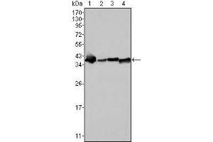 Western Blot showing NPM antibody used against SMMC-7721 (1), HepG2 (2), Hela (3) and HEK293 (4) cell lysate. (NPM1 anticorps)