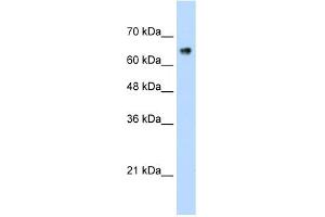 ZNF326 anticorps  (C-Term)