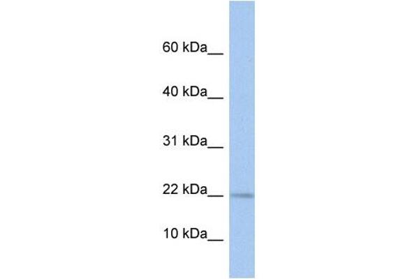 MPV17L anticorps  (N-Term)