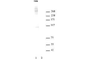 Ki-67 antibody tested by Western blot. (Ki-67 anticorps  (N-Term))