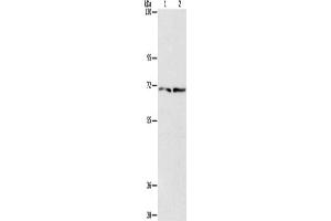 Western Blotting (WB) image for anti-Intraflagellar Transport Protein 74 Homolog (IFT74) antibody (ABIN2434481) (IFT74 anticorps)
