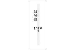 GCDFP-15 Antibody (C-term) (ABIN655074 and ABIN2844706) western blot analysis in MDA-M cell line lysates (35 μg/lane). (PIP anticorps  (C-Term))