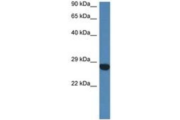 CCDC90B anticorps  (AA 40-89)