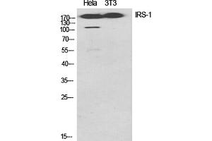 Western Blot analysis of Hela (1), 3T3 (2), diluted at 1:1000. (IRS1 anticorps)