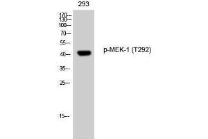 Western Blotting (WB) image for anti-Mitogen-Activated Protein Kinase Kinase 1 (MAP2K1) (pThr292) antibody (ABIN6288173) (MEK1 anticorps  (pThr292))