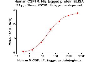 ELISA plate pre-coated by 2 μg/mL (100 μL/well) Human R, His tagged protein (ABIN6961125, ABIN7042279 and ABIN7042280) can bind Human M-CSF, hFc Tagged protein ABIN7092715, ABIN7272254 and ABIN7272255 in a linear range of 0. (CSF1R Protein (AA 20-514) (His tag))