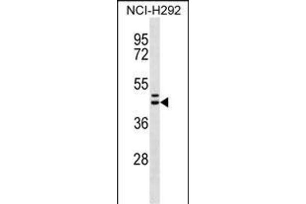 Motilin Receptor anticorps  (C-Term)