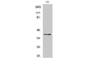Western Blotting (WB) image for anti-Transmembrane Protein, Adipocyte Asscociated 1 (TPRA1) (Internal Region) antibody (ABIN3175364) (GPR175 anticorps  (Internal Region))