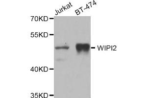 Western blot analysis of extracts of various cell lines, using WIPI2 antibody (ABIN5975599) at 1/1000 dilution. (WIPI2 anticorps)