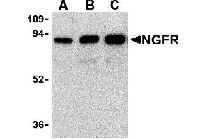 Western Blotting (WB) image for anti-Nerve Growth Factor Receptor (NGFR) antibody (ABIN1031777) (NGFR anticorps)